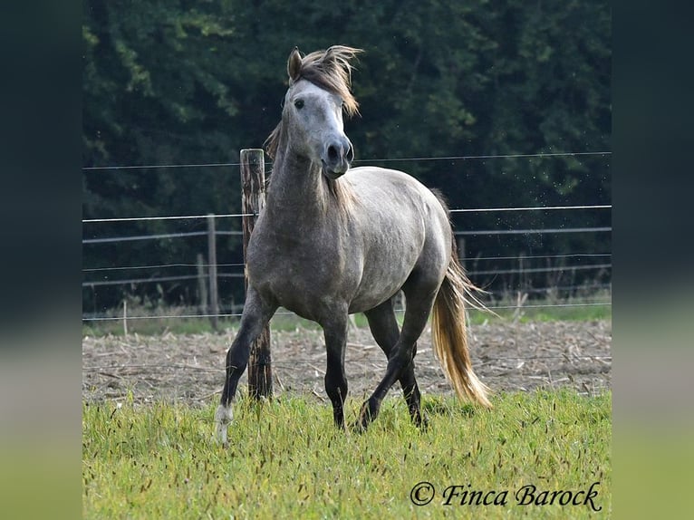 Andaluces Caballo castrado 3 años 150 cm Tordo in Wiebelsheim