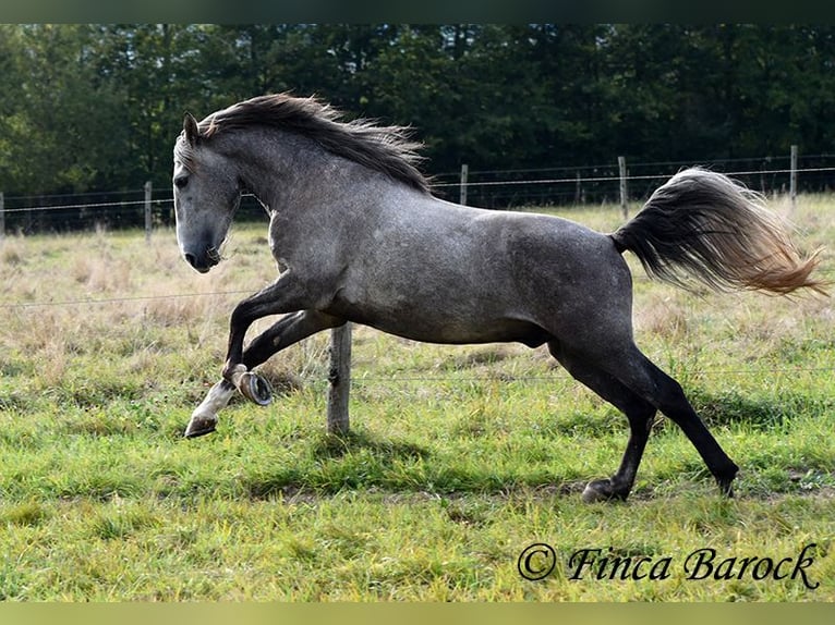 Andaluces Caballo castrado 3 años 150 cm Tordo in Wiebelsheim