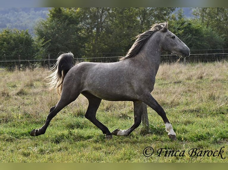 Andaluces Caballo castrado 3 años 150 cm Tordo in Wiebelsheim