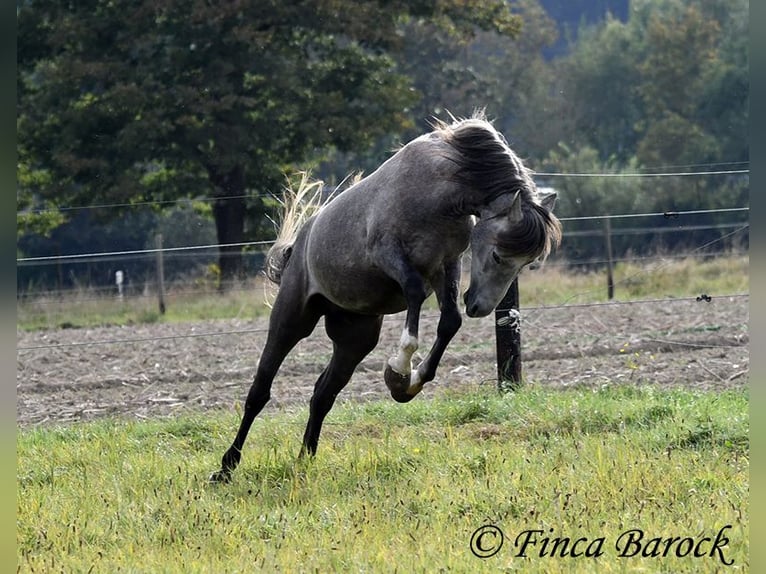 Andaluces Caballo castrado 3 años 150 cm Tordo in Wiebelsheim