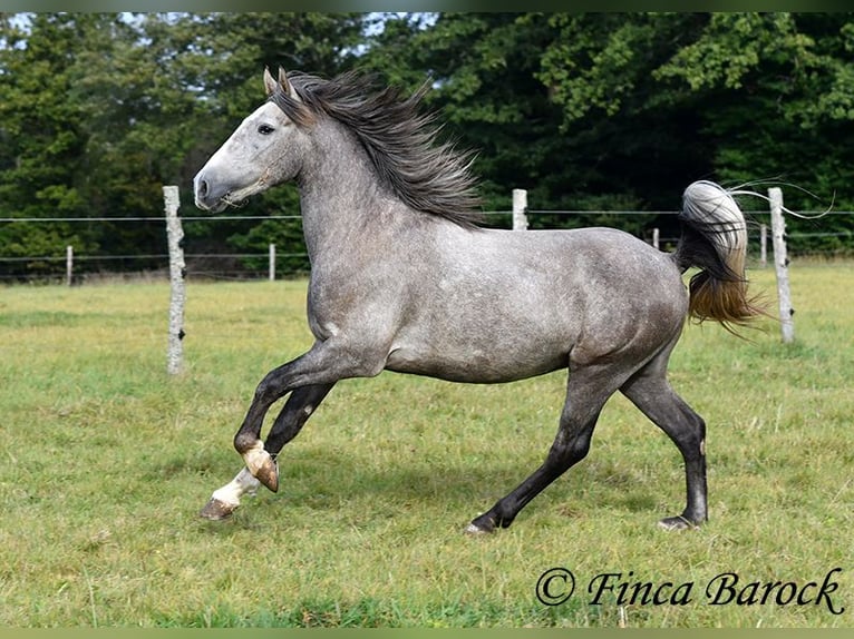 Andaluces Caballo castrado 3 años 150 cm Tordo in Wiebelsheim