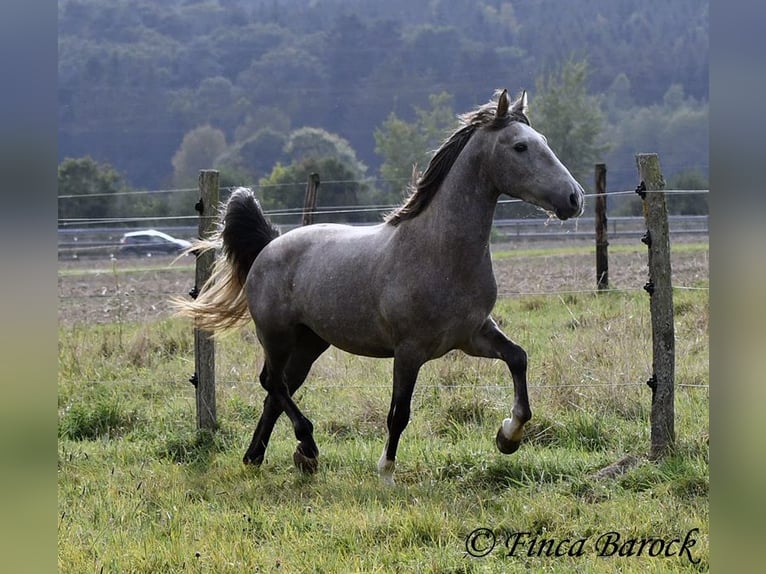 Andaluces Caballo castrado 3 años 150 cm Tordo in Wiebelsheim