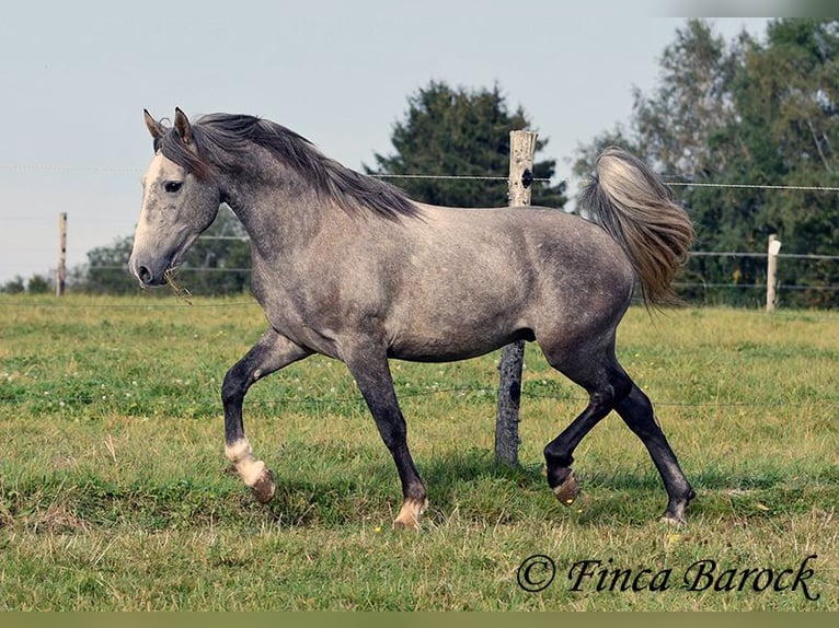 Andaluces Caballo castrado 3 años 150 cm Tordo in Wiebelsheim