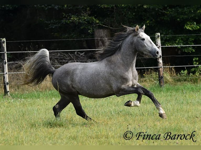 Andaluces Caballo castrado 3 años 150 cm Tordo in Wiebelsheim