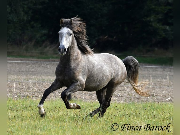 Andaluces Caballo castrado 3 años 150 cm Tordo in Wiebelsheim