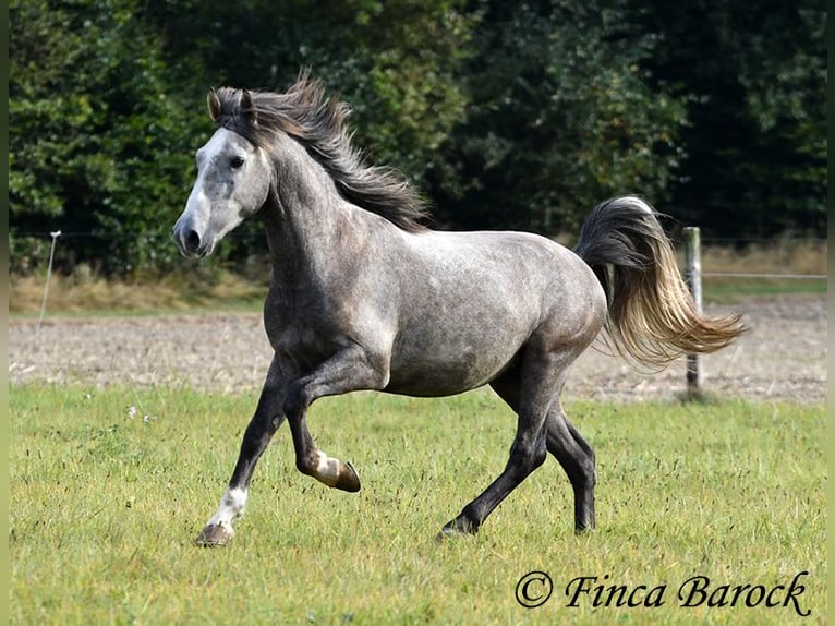 Andaluces Caballo castrado 3 años 150 cm Tordo in Wiebelsheim