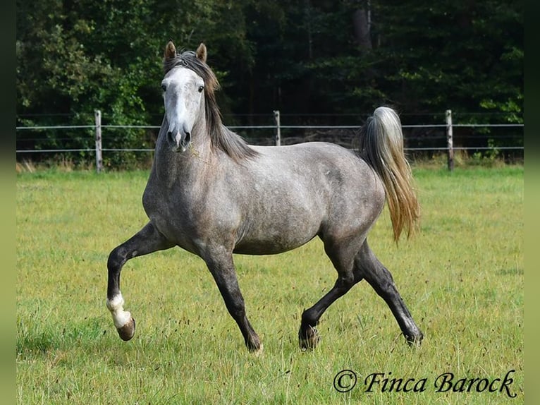 Andaluces Caballo castrado 3 años 150 cm Tordo in Wiebelsheim