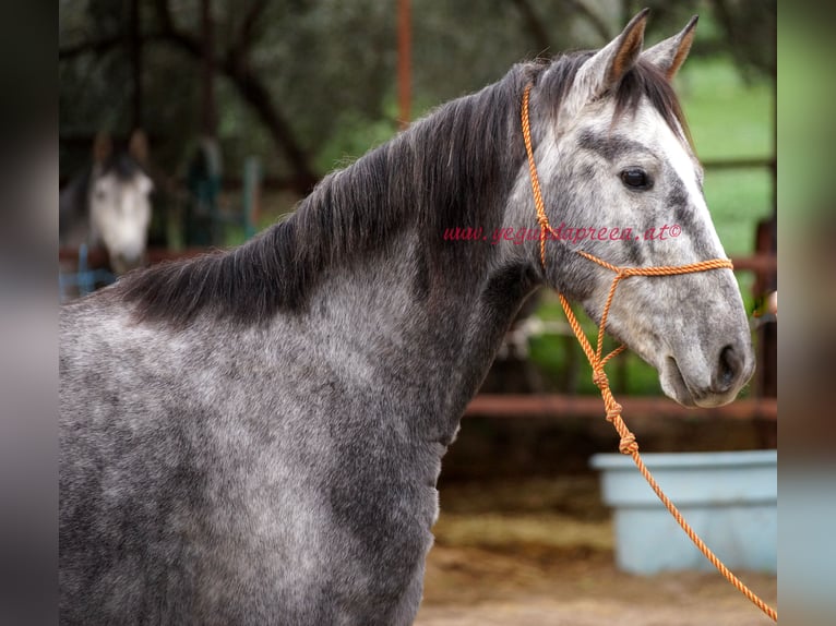 Andaluces Caballo castrado 3 años 150 cm Tordo in Pruna