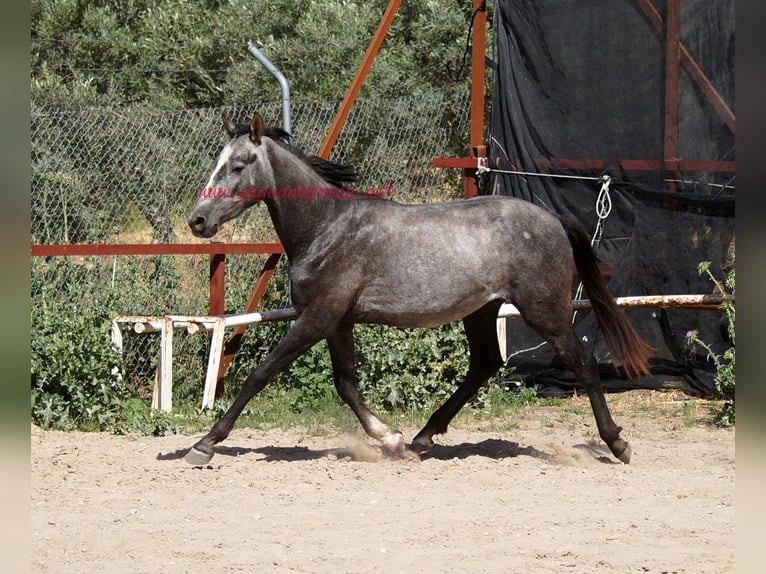 Andaluces Caballo castrado 3 años 150 cm Tordo in Pruna