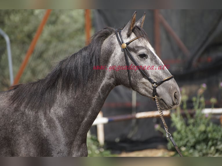 Andaluces Caballo castrado 3 años 150 cm Tordo in Pruna