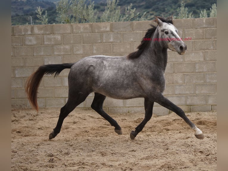 Andaluces Caballo castrado 3 años 150 cm Tordo in Pruna