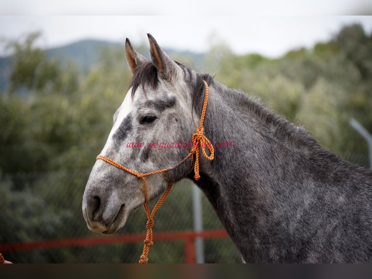 Andaluces Caballo castrado 3 años 150 cm Tordo in Pruna