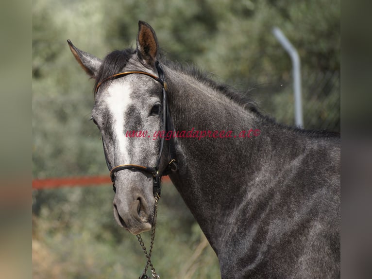 Andaluces Caballo castrado 3 años 150 cm Tordo in Pruna