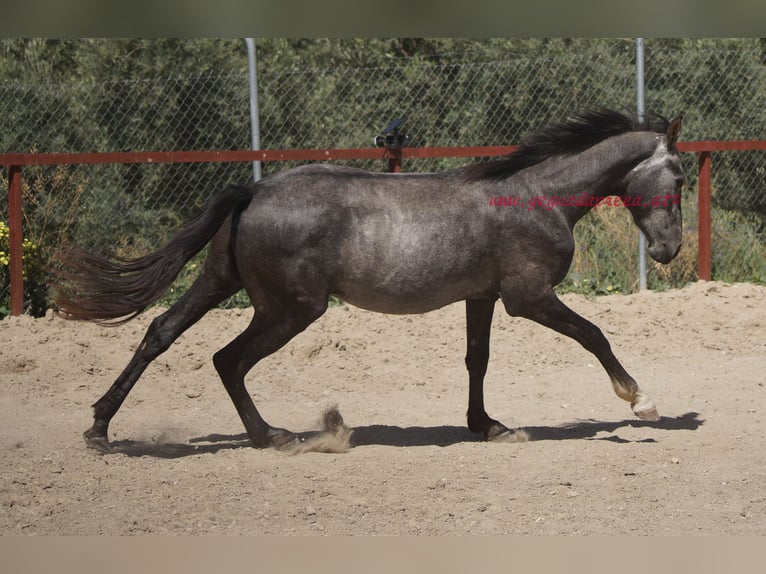 Andaluces Caballo castrado 3 años 150 cm Tordo in Pruna