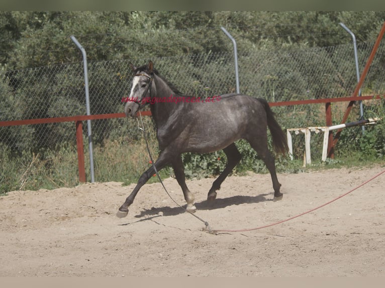 Andaluces Caballo castrado 3 años 150 cm Tordo in Pruna