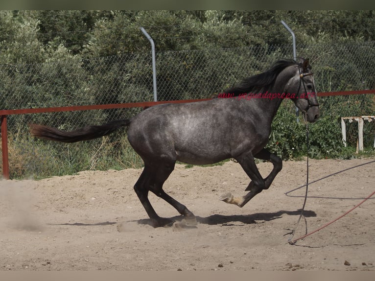 Andaluces Caballo castrado 3 años 150 cm Tordo in Pruna