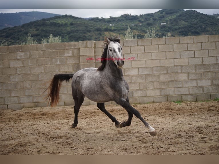 Andaluces Caballo castrado 3 años 150 cm Tordo in Pruna