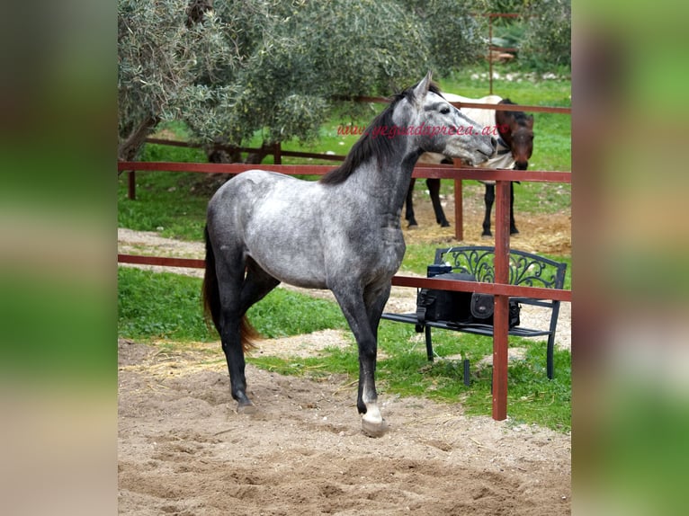 Andaluces Caballo castrado 3 años 150 cm Tordo in Pruna