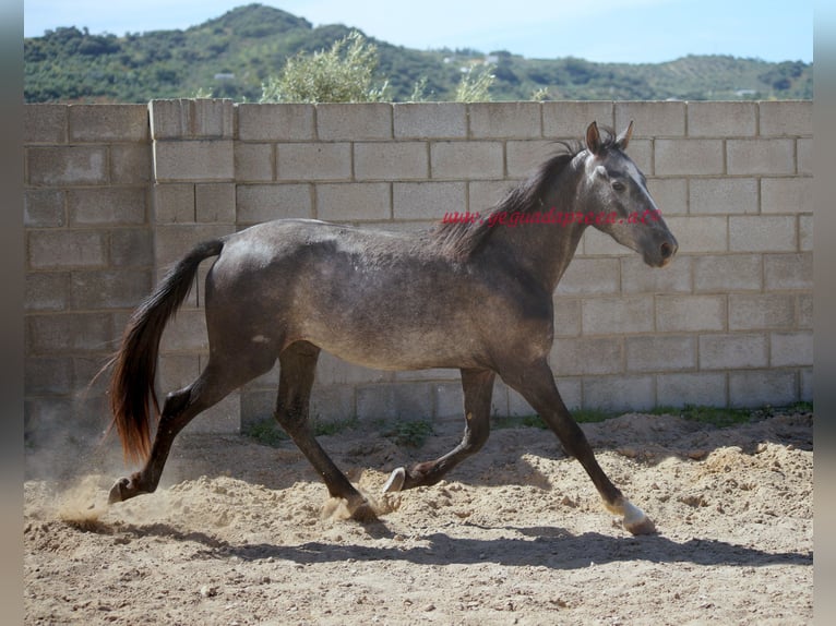 Andaluces Caballo castrado 3 años 150 cm Tordo in Pruna