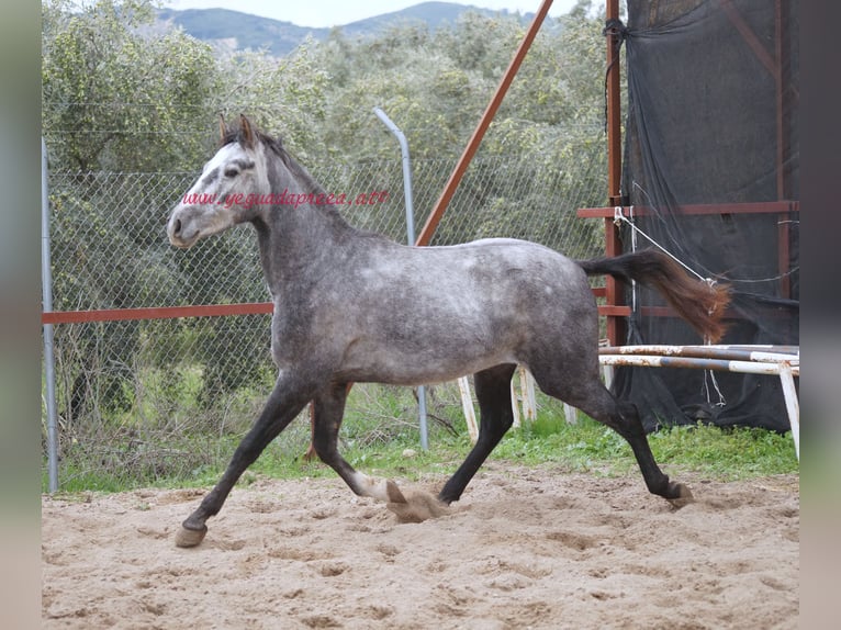 Andaluces Caballo castrado 3 años 150 cm Tordo in Pruna