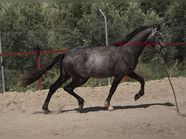 Andaluces Caballo castrado 3 años 150 cm Tordo in Pruna