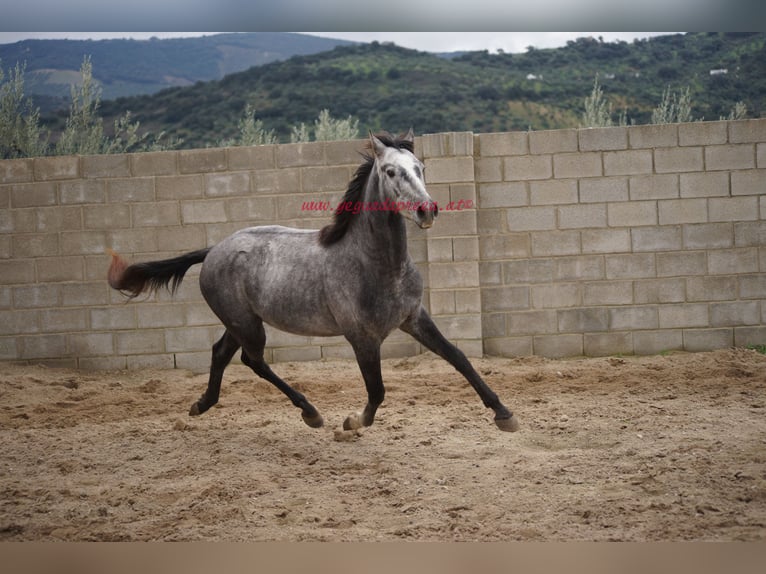 Andaluces Caballo castrado 3 años 150 cm Tordo in Pruna