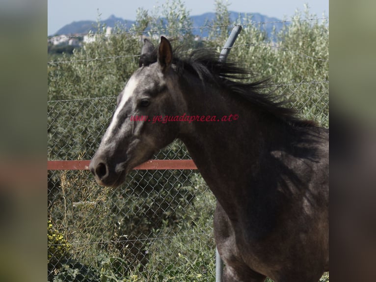 Andaluces Caballo castrado 3 años 150 cm Tordo in Pruna