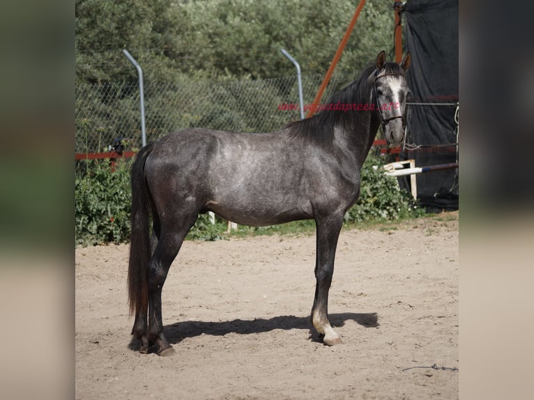 Andaluces Caballo castrado 3 años 150 cm Tordo in Pruna