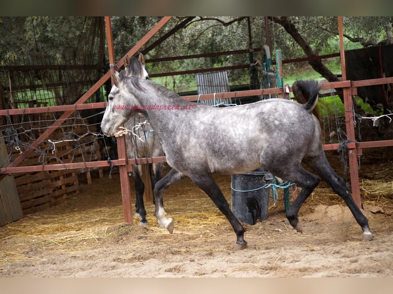 Andaluces Caballo castrado 3 años 150 cm Tordo in Pruna