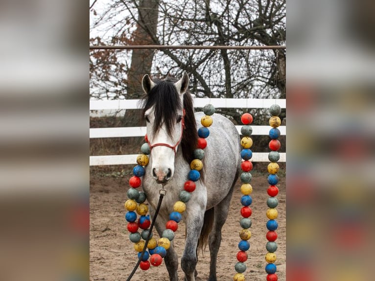 Andaluces Caballo castrado 3 años 151 cm in Rohlfshagen