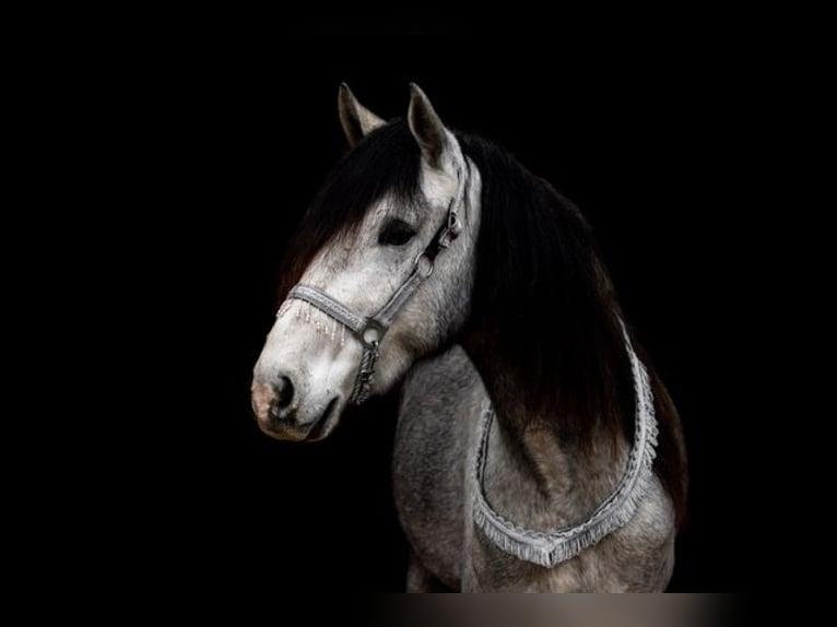 Andaluces Caballo castrado 3 años 151 cm in Rohlfshagen