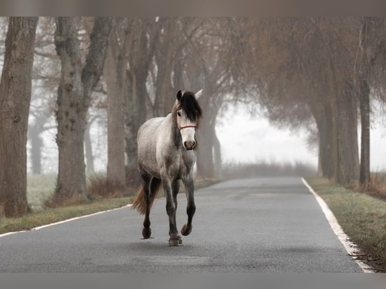 Andaluces Caballo castrado 3 años 151 cm in Rohlfshagen