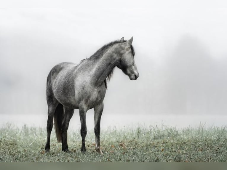 Andaluces Caballo castrado 3 años 151 cm in Rohlfshagen