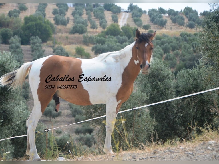 Andaluces Caballo castrado 3 años 151 cm Pío in Vejer de la Frontera
