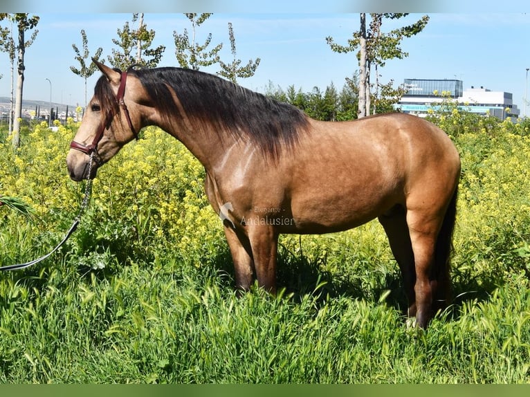 Andaluces Caballo castrado 3 años 152 cm Bayo in Provinz Granada