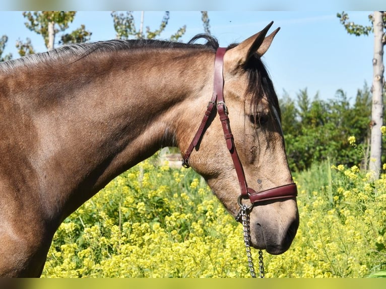 Andaluces Caballo castrado 3 años 152 cm Bayo in Provinz Granada