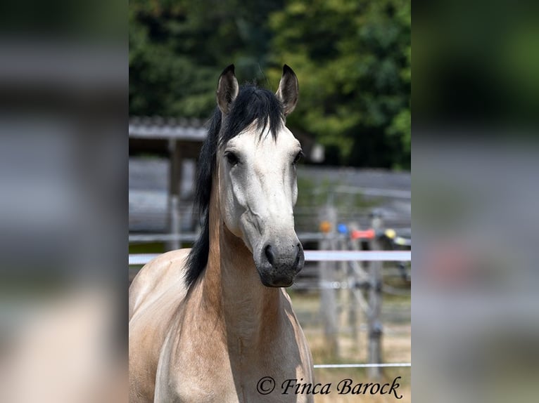 Andaluces Caballo castrado 3 años 152 cm Buckskin/Bayo in Wiebelsheim