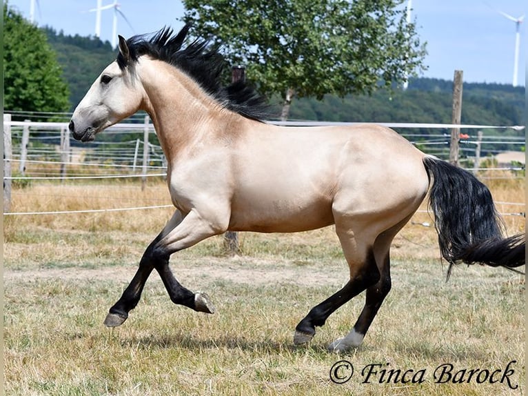 Andaluces Caballo castrado 3 años 152 cm Buckskin/Bayo in Wiebelsheim