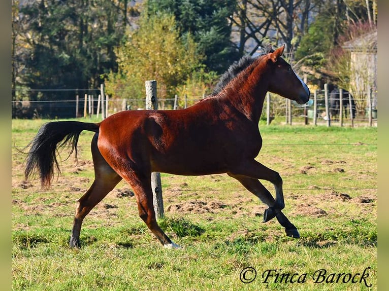 Andaluces Caballo castrado 3 años 152 cm Castaño in Wiebelsheim