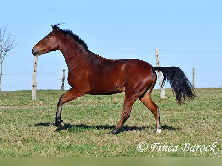 Andaluces Caballo castrado 3 años 152 cm Castaño in Wiebelsheim