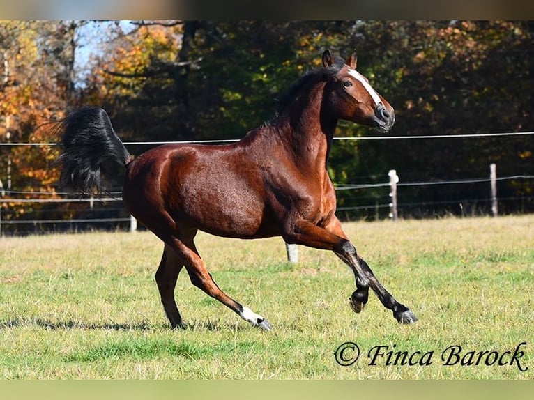 Andaluces Caballo castrado 3 años 152 cm Castaño in Wiebelsheim