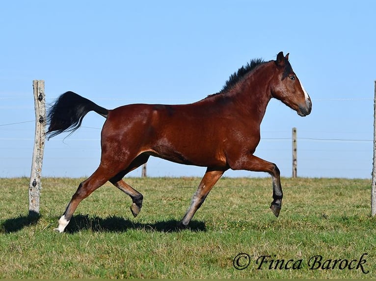 Andaluces Caballo castrado 3 años 152 cm Castaño in Wiebelsheim