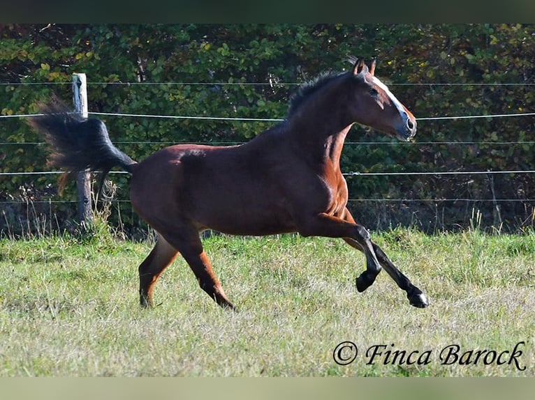 Andaluces Caballo castrado 3 años 152 cm Castaño in Wiebelsheim