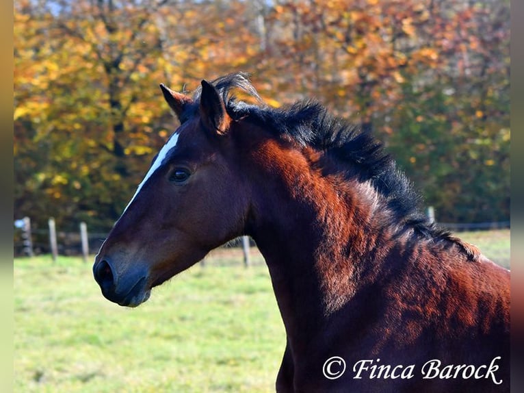 Andaluces Caballo castrado 3 años 152 cm Castaño in Wiebelsheim