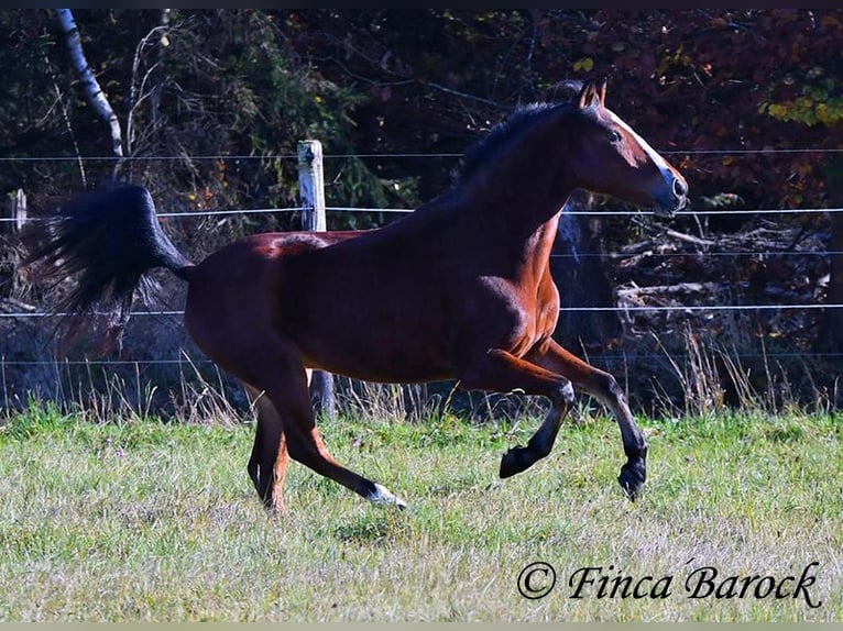 Andaluces Caballo castrado 3 años 152 cm Castaño in Wiebelsheim