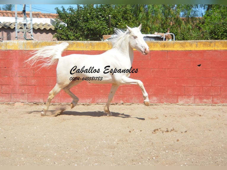 Andaluces Caballo castrado 3 años 153 cm Cremello in Vejer de la Frontera