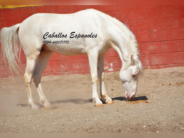 Andaluces Caballo castrado 3 años 153 cm Cremello in Vejer de la Frontera