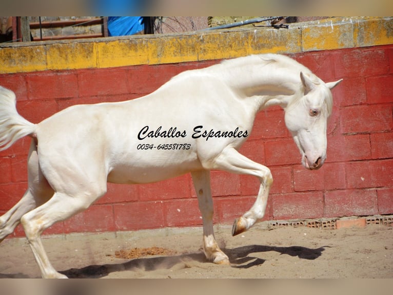 Andaluces Caballo castrado 3 años 153 cm Cremello in Vejer de la Frontera