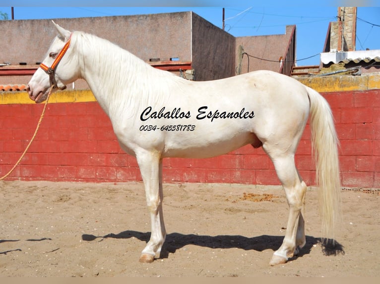 Andaluces Caballo castrado 3 años 153 cm Cremello in Vejer de la Frontera