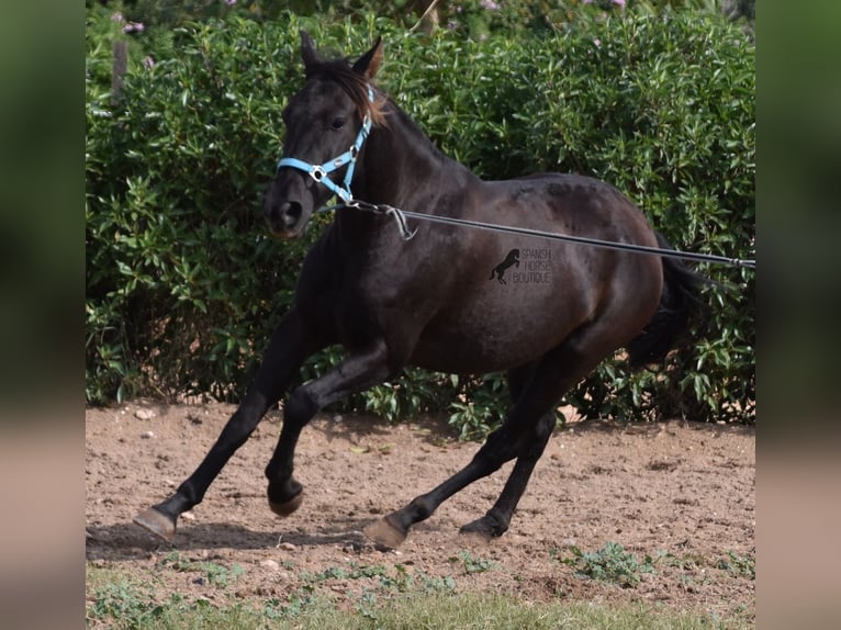 Andaluces Caballo castrado 3 años 153 cm Negro in Mallorca